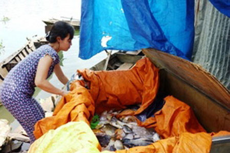 Cá bè tiếp tục chết hàng loạt trên sông Đồng Nai ảnh 1 Người dân thu gom cá chết.