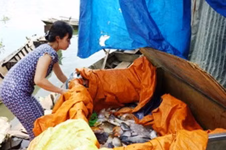 Cá bè tiếp tục chết hàng loạt trên sông Đồng Nai ảnh 1 Người dân thu gom cá chết.