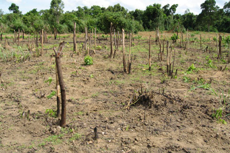 Rừng bị phá. Ảnh: Đức Phương