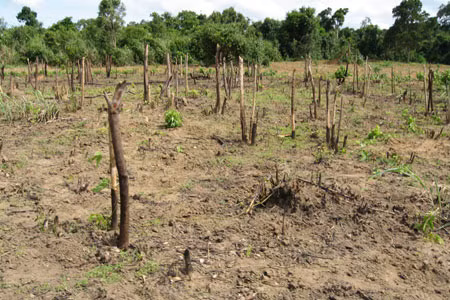 Rừng bị phá. Ảnh: Đức Phương