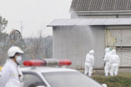 Phun thuốc khử trùng tại một trang trại nuôi chim cút ở Nhật Bản.