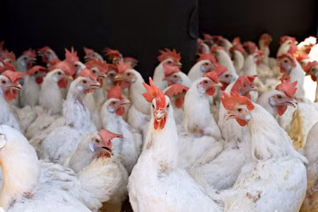 Đã khống chế dịch cúm gia cầm, heo tai xanh ảnh 1