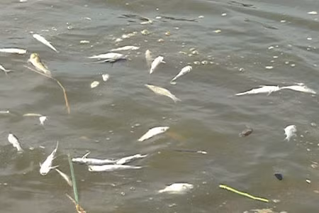 Sông Trà Khúc bị ô nhiễm nặng khiến các sinh vật sống trong lòng sông bị ảnh hưởng nặng nề.