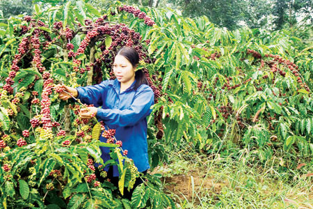 Làm thuê xứ người ảnh 1 Làm thuê xứ người ảnh 1