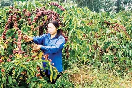 Làm thuê xứ người ảnh 1