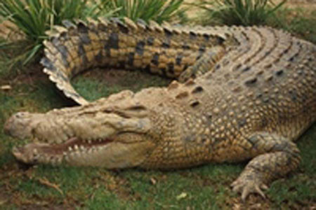 Hậu Giang: Một học sinh bị cá sấu tấn công ảnh 1 Ảnh minh họa