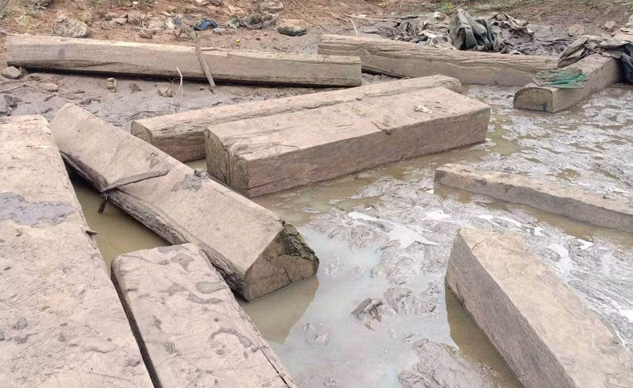 Một khối lượng lớn gỗ sao xanh giấu dưới ao cá. Ảnh: Nguyễn Tú 