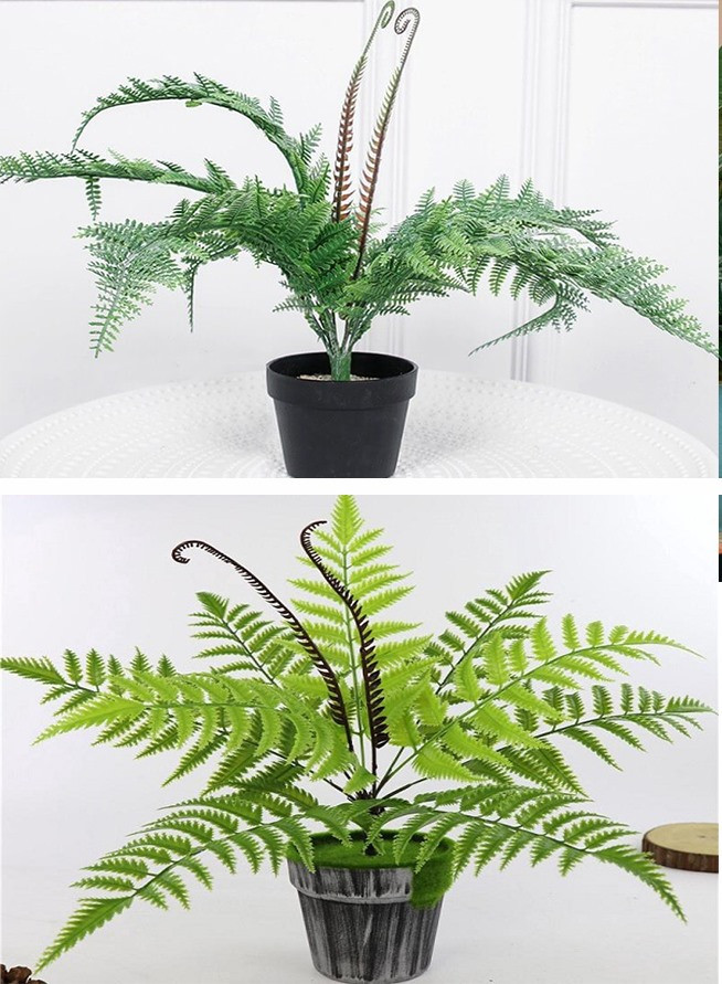 Vẻ đẹp độc đáo và đầy tính hoang dã của dương xỉ sẽ làm bừng sáng bất kỳ không gian. Đồ họa: Phan Anh Vẻ đẹp độc đáo và đầy tính hoang dã của dương xỉ sẽ làm bừng sáng bất kỳ không gian. Đồ họa: Phan Anh