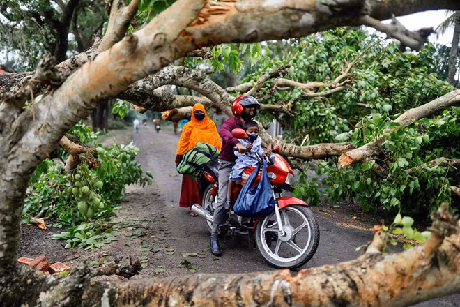 Cây ngã chắn đường ở vùng Satkhira, Bangladesh - Ảnh Reuters