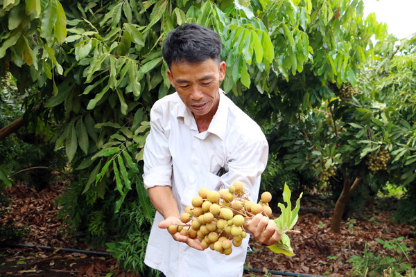 Nhãn trái vụ của gia đình ông Dương Công Lãm rất được thị trường ưa chuộng. Ảnh: Q.T