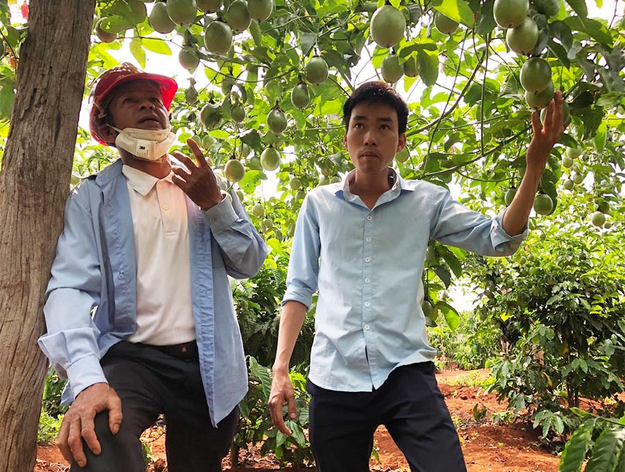 Ông Trần Ngọc Châu (bìa trái; xã Nam Yang, huyện Đak Đoa) giới thiệu mô hình trồng chanh dây trong vườn cà phê. Ảnh: L.N