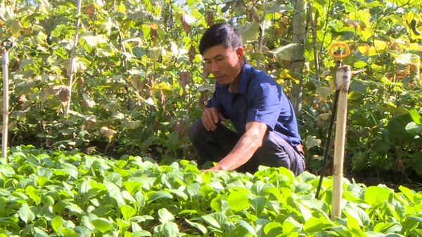  Anh Lê Văn Ngọc chăm sóc vườn rau an toàn của gia đình. Ảnh: Đ.P