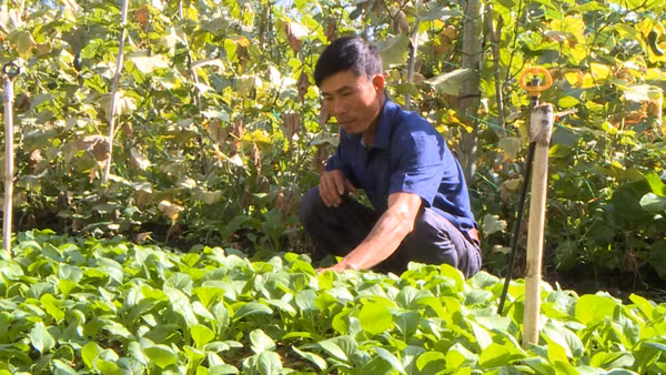  Anh Lê Văn Ngọc chăm sóc vườn rau an toàn của gia đình. Ảnh: Đ.P
