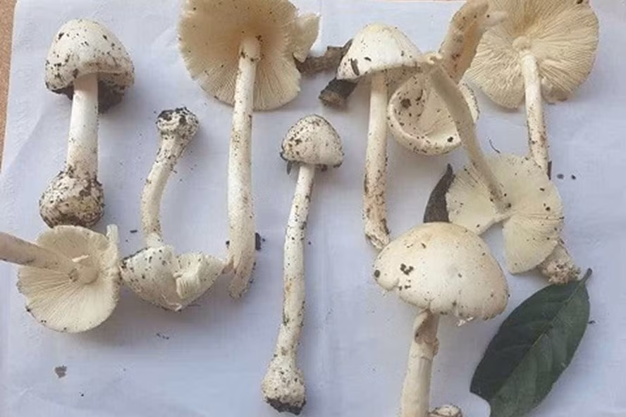 Nấm mà gia đình ông Pản ăn bị ngộ độc. Ảnh: Chi Cục An toàn vệ sinh thực phẩm tỉnh Sơn La.