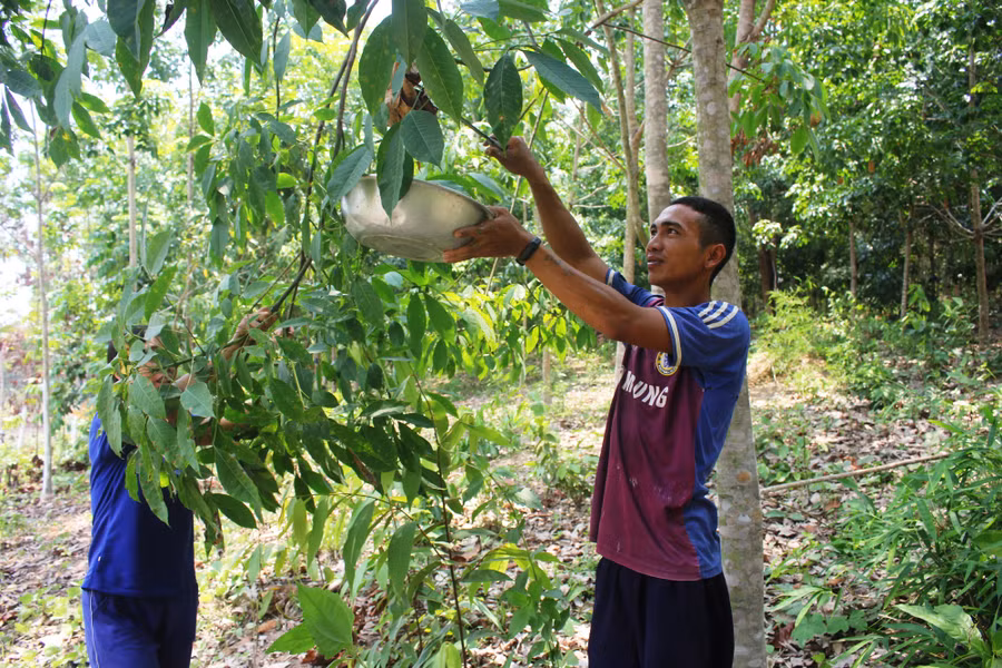 Cho trực tiếp kiến vàng vào phần cá đã băm nhuyễn và ướp khoảng 30 phút