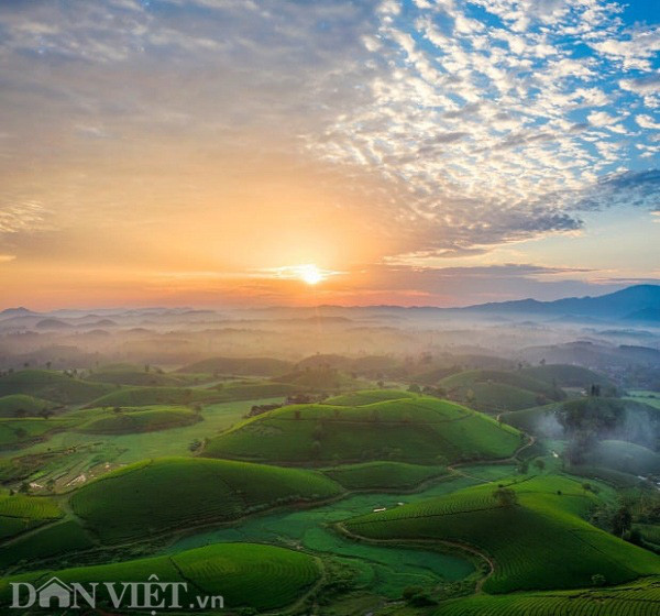 Ở đồi chè Long Cốc, mỗi đồi chè ở đây có diện tích từ 1 - 3ha. Các đồi chè hình bát up nối đuôi nhau tưởng chừng như bất tận một màu xanh giàu sức sống và thu hút.