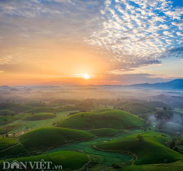 Ở đồi chè Long Cốc, mỗi đồi chè ở đây có diện tích từ 1 - 3ha. Các đồi chè hình bát up nối đuôi nhau tưởng chừng như bất tận một màu xanh giàu sức sống và thu hút.