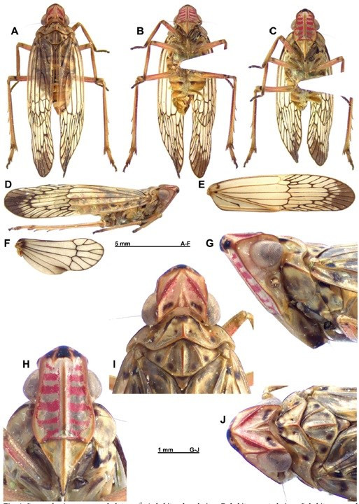Sogana baviana Constant & Pham, 2019. (Nguồn: Bảo tàng Thiên nhiên Việt Nam)