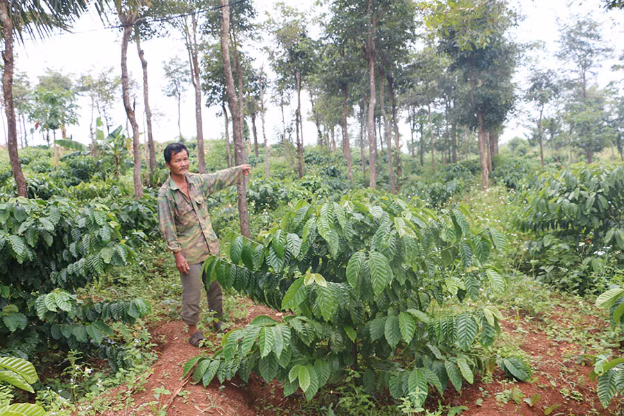 Hộ ông Phan Sơn là một trong 15 hộ dân ở xã Ia Blứ được cấp giấy CNQSD đất trên diện tích đất nông nghiệp của Ban Quản lý Rừng phòng hộ Nam Phú Nhơn. Ảnh: Q.T 3Hộ ông Phan Sơn là một trong 15 hộ dân ở xã Ia Blứ được cấp giấy CNQSD đất trên diện tích đất nông nghiệp của Ban Quản lý Rừng phòng hộ Nam Phú Nhơn