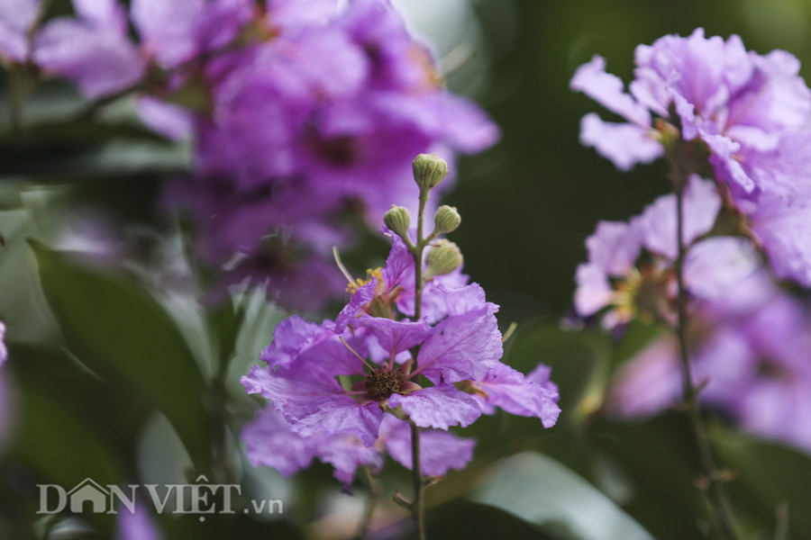 Hoa bằng lăng thường mọc thành từng chùm ở đầu cành, có chiều dài từ 20-30cm. Mỗi bông hoa khi nở xòe rộng và được tạo thành từ 6 cánh hoa mỏng, nhẹ như giấy.