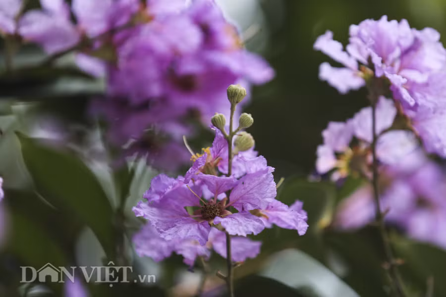 Hoa bằng lăng thường mọc thành từng chùm ở đầu cành, có chiều dài từ 20-30cm. Mỗi bông hoa khi nở xòe rộng và được tạo thành từ 6 cánh hoa mỏng, nhẹ như giấy. Hoa bằng lăng thường mọc thành từng chùm ở đầu cành, có chiều dài từ 20-30cm. Mỗi bông hoa khi nở xòe rộng và được tạo thành từ 6 cánh hoa mỏng, nhẹ như giấy.