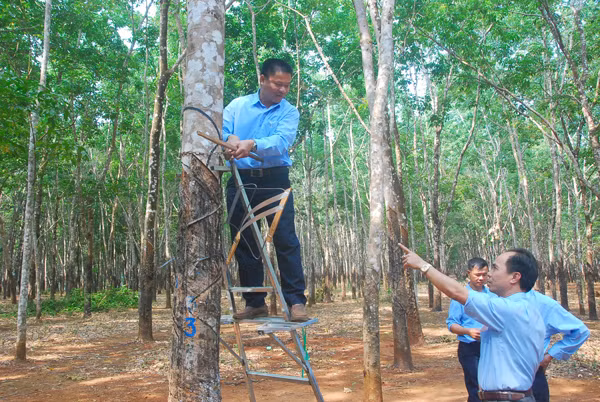Ông Võ Toàn Thắng (bìa phải)-Tổng Giám đốc Công ty TNHH một thành viên Cao su Chư Prông sau khi xem sáng kiến của nhóm đã đồng ý áp dụng trong toàn công ty. Ảnh: Đ.Y