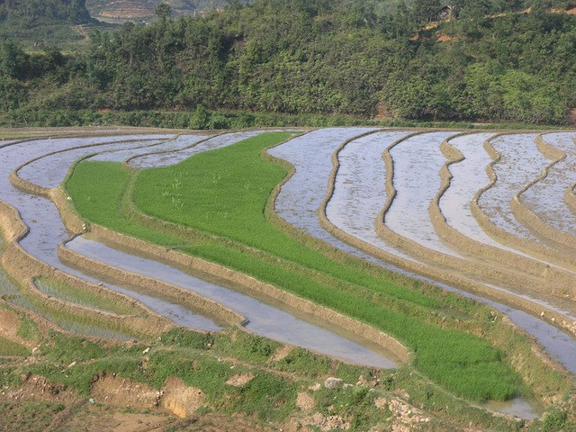 Sắc màu ruộng mạ xanh xen kẽ ruộng mới cày bừa trắng nước chờ cấy lúa trông đẹp như tranh.