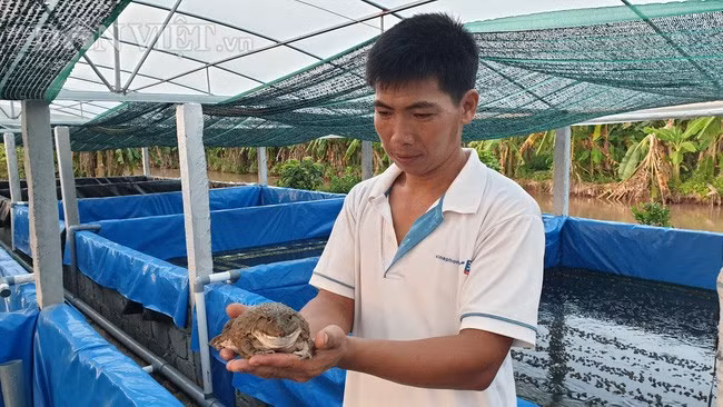 Anh Nguyễn Văn Bảy ở xã Nghĩa Hồng đang thành công với mô hình nuôi ếch đẻ, ếch Thái Lan sinh sản rong nhà màng.