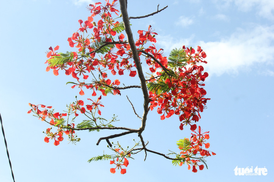 Những ngày trời nắng, trong, phượng càng rực rỡ - Ảnh: CHÍ QUỐC