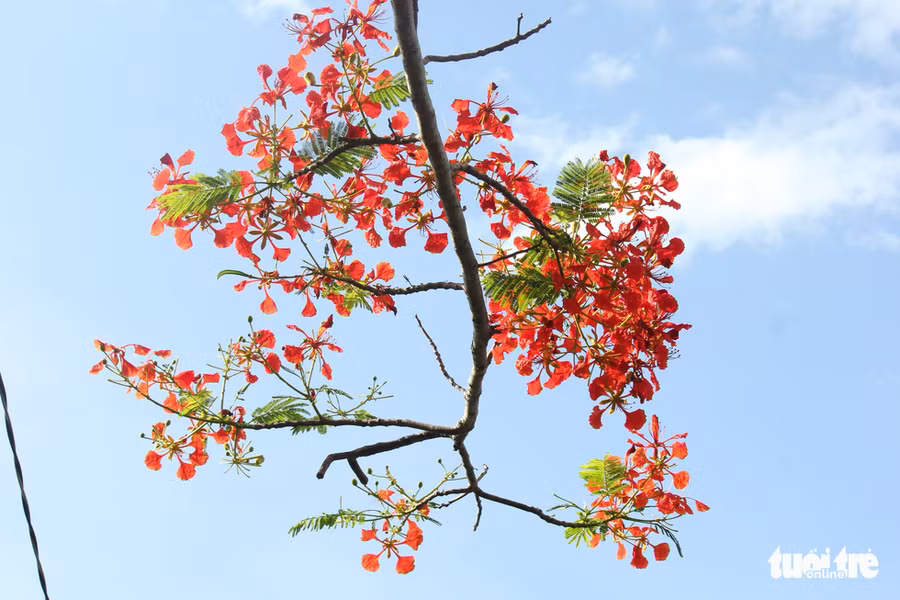 Những ngày trời nắng, trong, phượng càng rực rỡ - Ảnh: CHÍ QUỐC