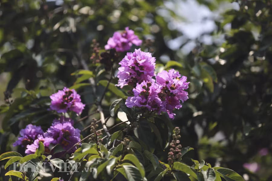 Bằng lăng có nhiều mầu khác nhau, như: tím, hồng, trắng nhạt… nhưng có lẽ bằng lăng tím là quen thuộc nhất với người dân Hà Nội. Bằng lăng có nhiều mầu khác nhau, như: tím, hồng, trắng nhạt… nhưng có lẽ bằng lăng tím là quen thuộc nhất với người dân Hà Nội.