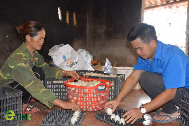 Trung bình anh Linh thu nhặt từ 600 - 700 quả trứng/ngày, thu về khoảng 2 triệu đồng.