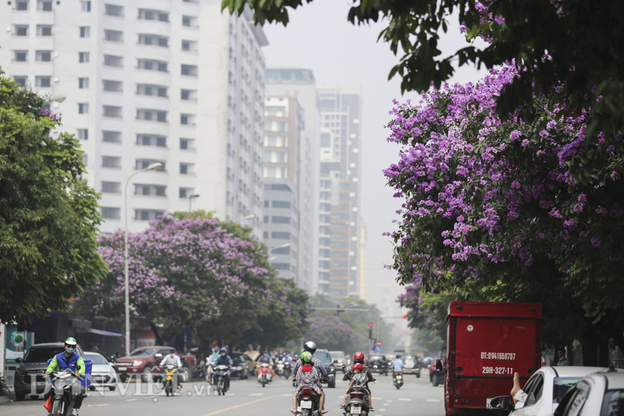 Những góc phố trong tháng 5, dần như không thể thiếu hình ảnh sắc tím của bằng lăng.