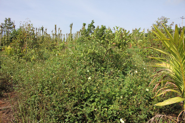 Khu vườn của anh Nông Văn Công vẫn xanh tốt giữa mùa khô hạn ở Tây Nguyên. (Ảnh: PL)