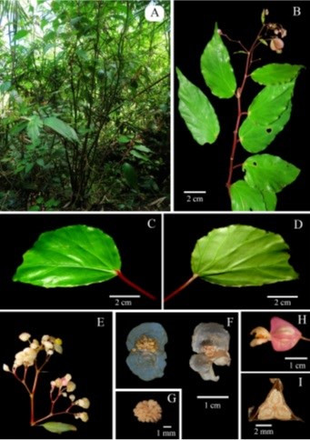 Begonia bachmaensis. (Nguồn: Bảo tàng Thiên nhiên Việt Nam)