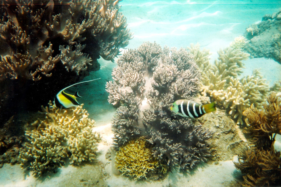 Không chỉ thấy san hô, bạn còn được thấy những đàn cá nhiều sắc màu - Ảnh: T.T.D.
