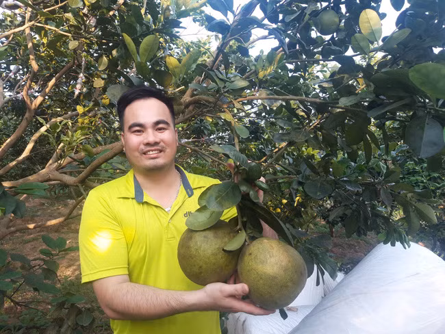 Anh Chứ đã trở thành một chuyên gia về trồng bưởi da xanh. Ảnh: X.T