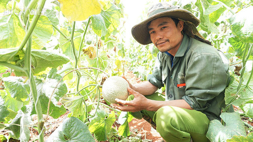 Anh Nguyễn Đình Thanh với mô hình trồng dưa lưới đạt doanh thu 500 triệu đồng/1.000 m2. Ảnh: Đ.N Anh Nguyễn Đình Thanh với mô hình trồng dưa lưới đạt doanh thu 500 triệu đồng/1.000 m2. Ảnh: Đ.N