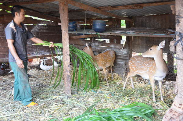 Anh Trần Văn Nam (tổ 6, thị trấn Chư Prông) chăm sóc đàn hươu của gia đình. Ảnh: T.T