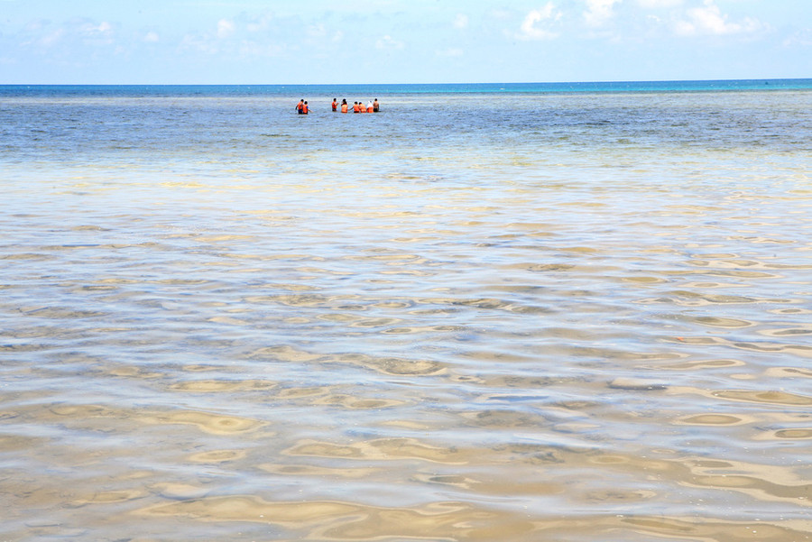 Ở vùng biển sạch, chỉ cần đứng ngay bờ là bạn có thể thấy san hô - Ảnh: Q.NAM