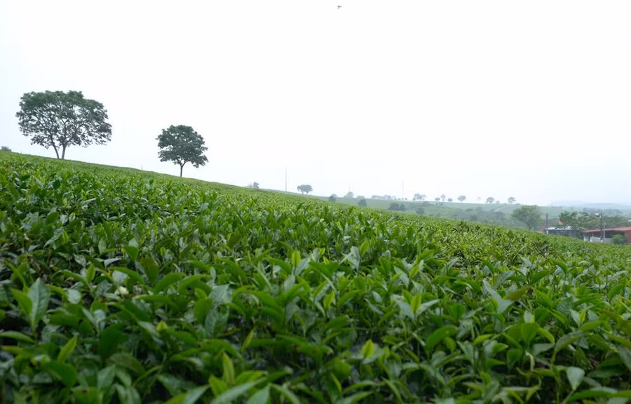 Những đồi chè xanh mướt là một trong những đặc trưng của huyện miền núi Mộc Châu.