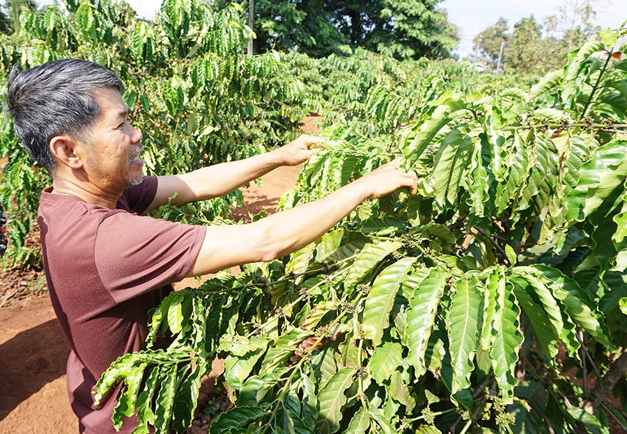  Hơn 200 cây cà phê của gia đình ông Nguyễn Thanh Trung (thị trấn Chư Sê) bị rệp sáp tấn công. Ảnh: Q.T