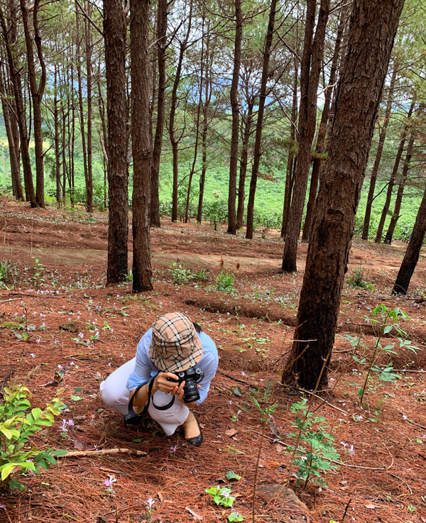 Hoa tam thất bừng nở sau những cơn mưa đầu hạ ở rừng thông Biển Hồ. Ảnh: M.C