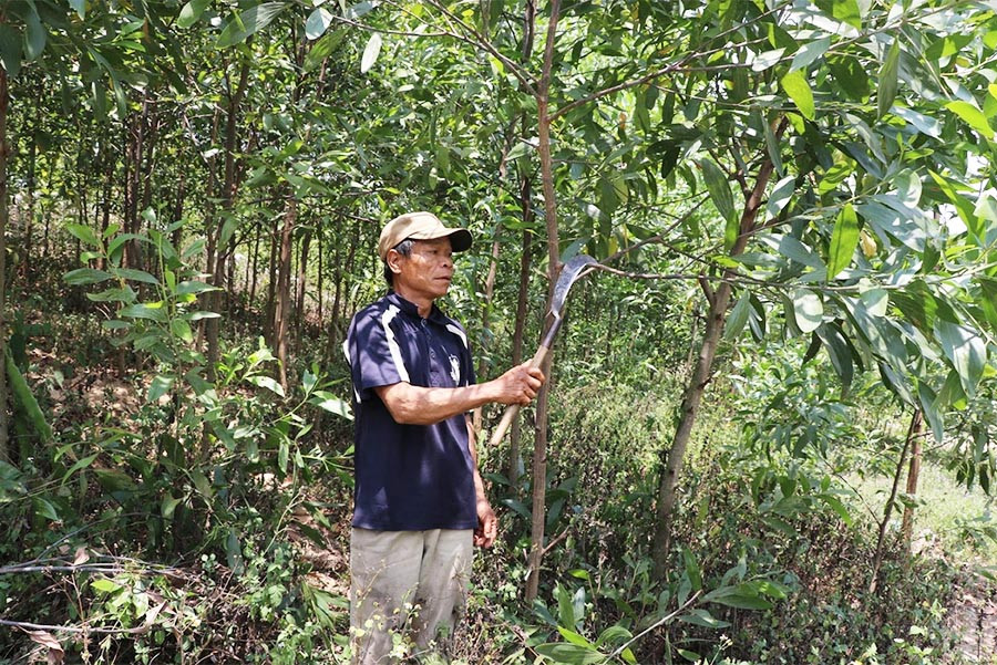 Ông Đinh Mưa (làng Pốt, xã Song An, thị xã An Khê) bên vườn keo của gia đình. Ảnh: N.M Ông Đinh Mưa (làng Pốt, xã Song An, thị xã An Khê) bên vườn keo của gia đình. Ảnh: N.M