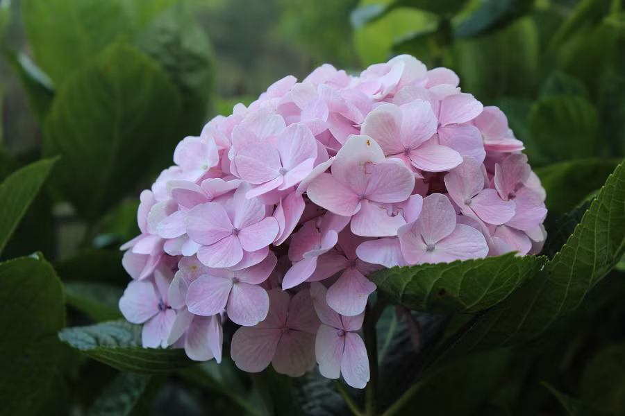 Những bông hoa cẩm tú cầu khoe sắc với cánh hoa mỏng manh xếp lên nhau tạo thành từng chùm hoa hình tròn với đầy màu sắc.