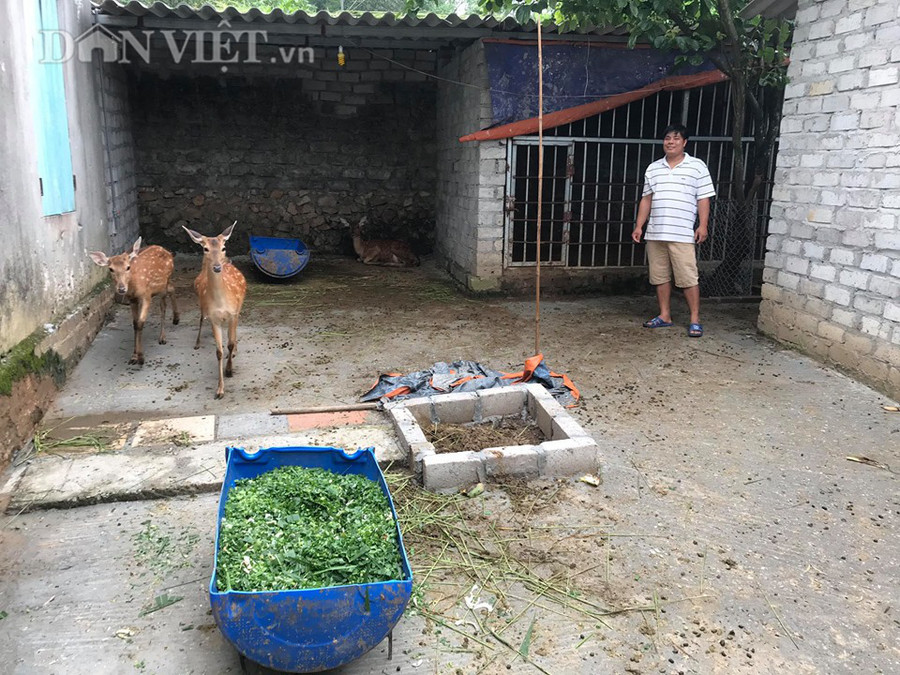Nuôi hươu lấy nhung không khó, nhưng đã mang lại thu nhập cao cho gia đình anh Sơn .