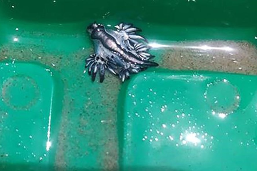 Phát hiện cực hiếm - loài rồng xanh xuất hiện trên bờ biển ở Mỹ. Ảnh: CNN