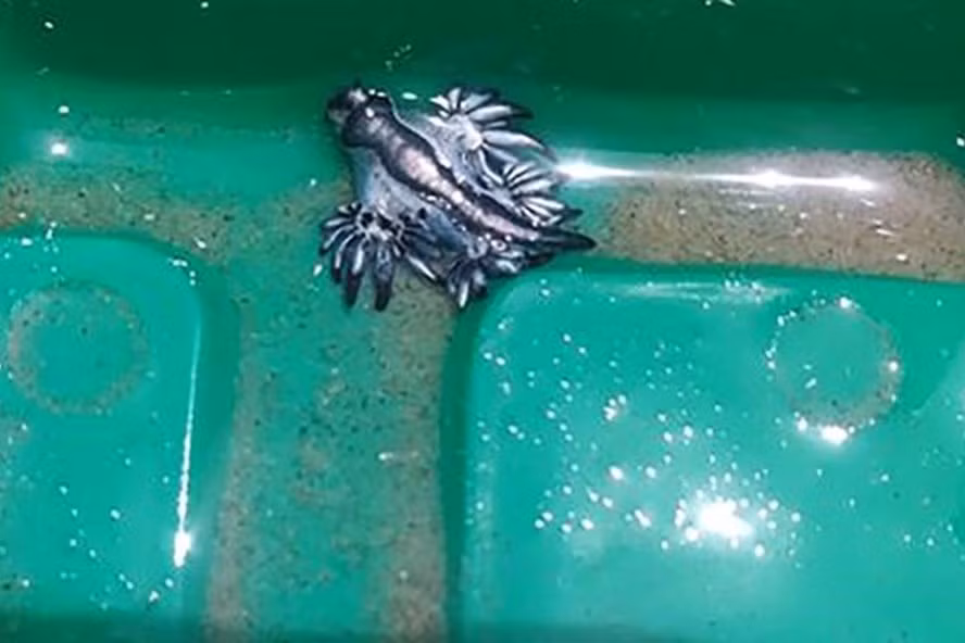 Phát hiện cực hiếm - loài rồng xanh xuất hiện trên bờ biển ở Mỹ. Ảnh: CNN Phát hiện cực hiếm - loài rồng xanh xuất hiện trên bờ biển ở Mỹ. Ảnh: CNN