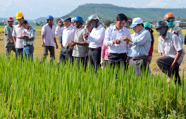 Cánh đồng liền thửa rộng lớn là điều kiện thuận lợi để huyện Phú Thiện sản xuất lúa giống. Ảnh: Đ.P