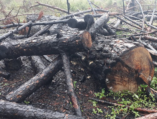 Thông bị cưa hạ dồn đống để đốt nhưng cháy chưa hết ẢNH: LÂM VIÊN